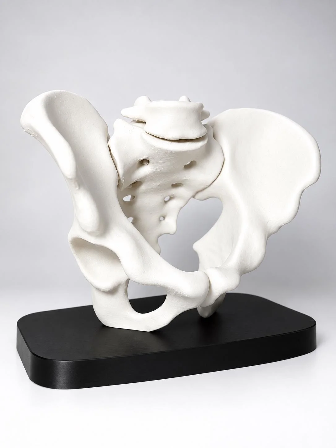 Human Pelvis Model, photo 2 of 2